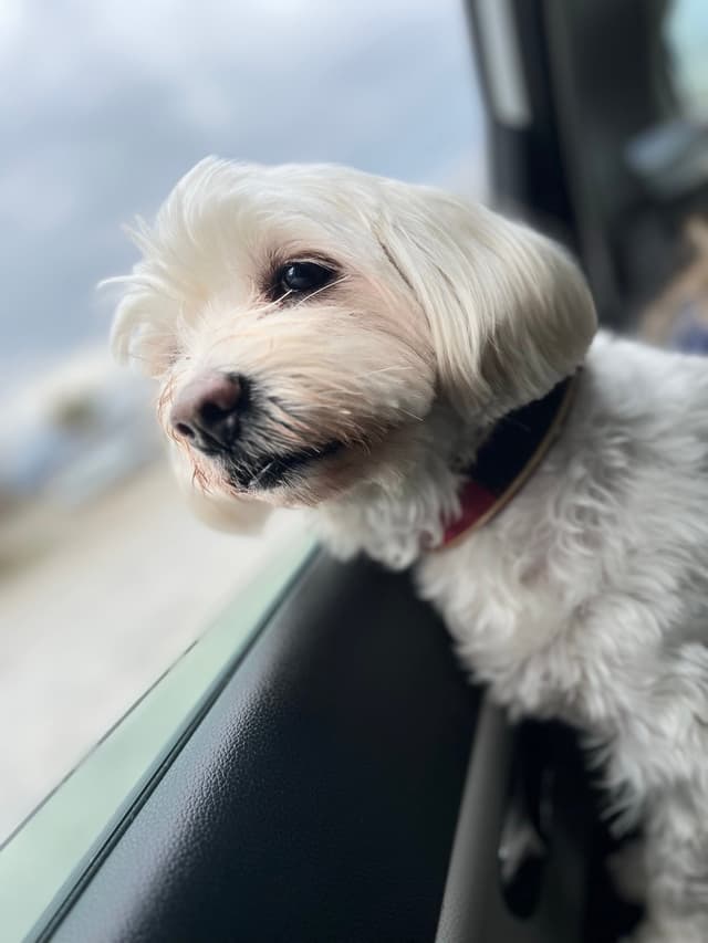 Maya looking out of a car window